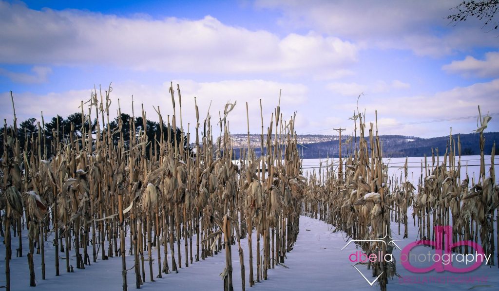 corn stalk