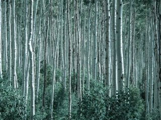 aspens