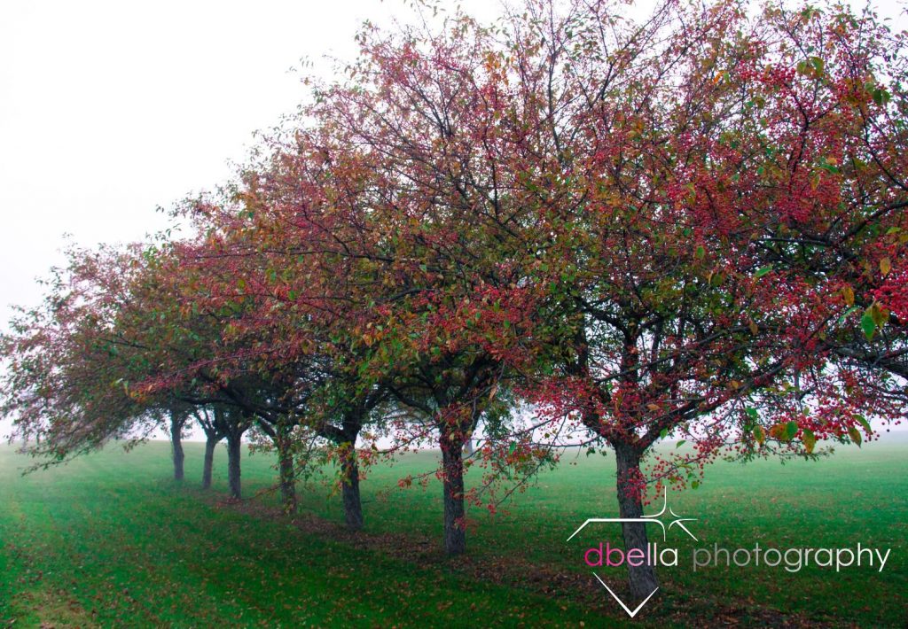 cranberry trees