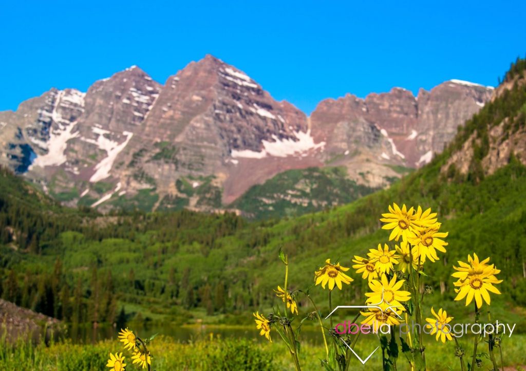 scenic mountain shot with sunflowers