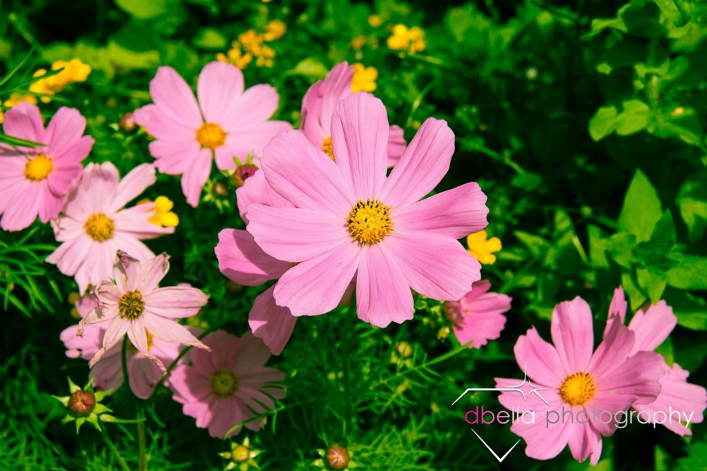 colorado wildflower