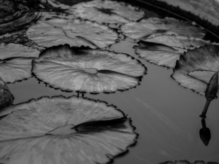 lily pads