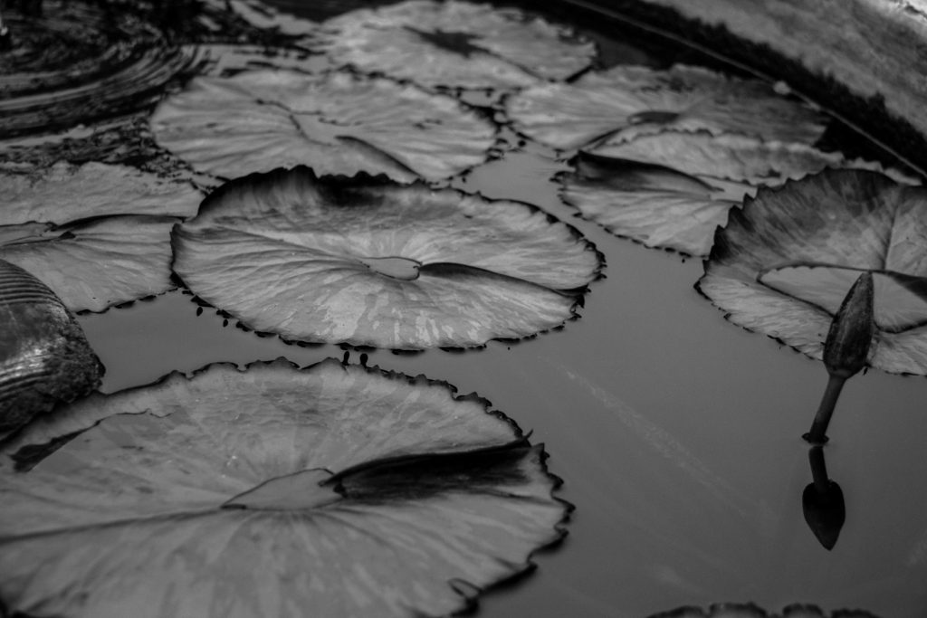 lily pads