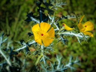 prickly plants