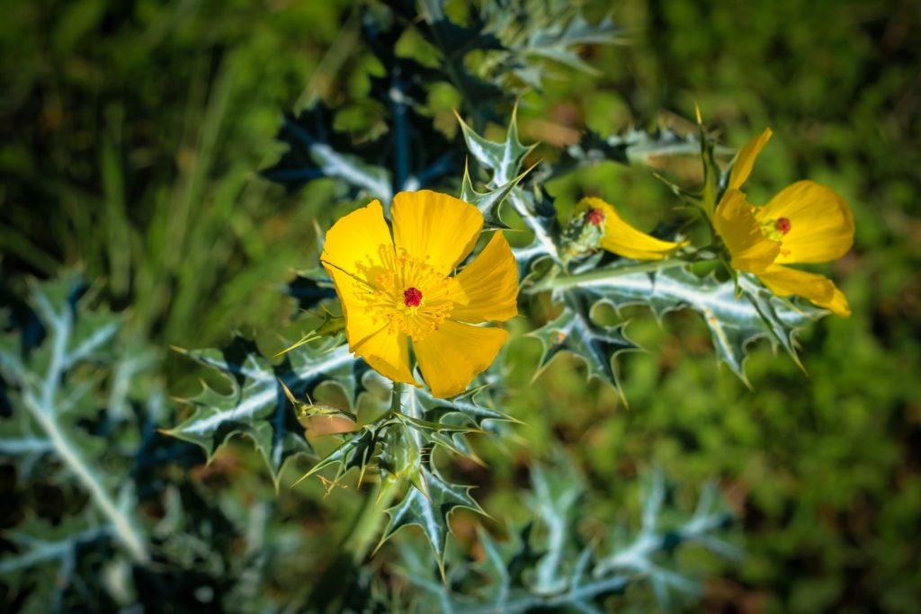 prickly plants