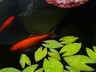 red fish goldfish