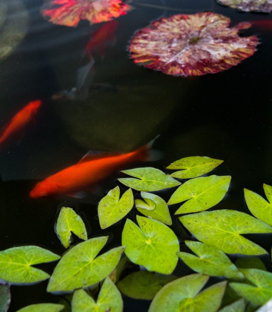 red fish goldfish