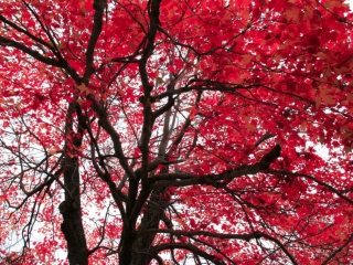 red trees