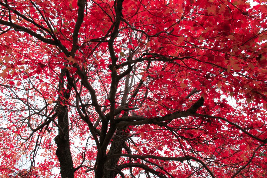 red trees