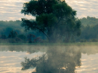 reflection of a tree