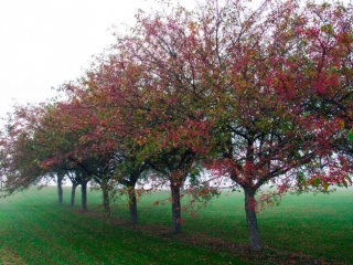 trees in the field