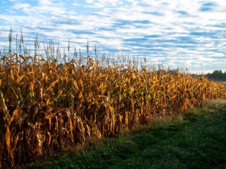 yellow cornfields