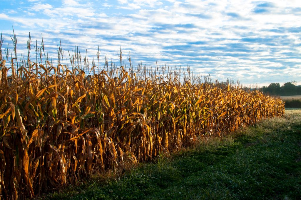 yellow cornfields